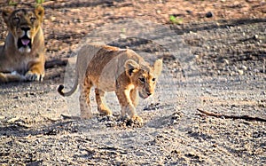 Baby Young Asiatic Lion Cub - Active Playful - Lioness in background - Panthera Leo Leo - in Forest, Gir, India, Asia