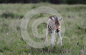 Baby zebra