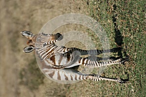 Baby zebra