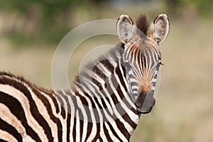 Baby zebra