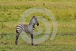 Baby zebra
