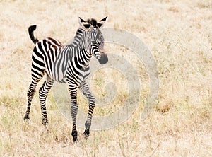 Baby Zebra