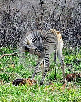 Baby Zebra in Africa