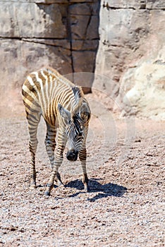 Baby Zebra In African Savanna