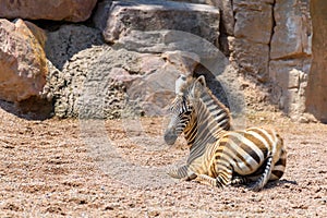 Baby Zebra In African Savanna