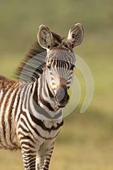 Baby Zebra in Amboseli National Park,, Kenya