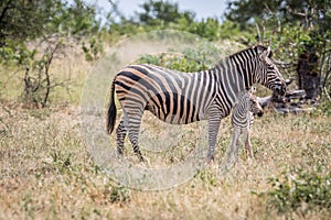 Baby Zebra bonding with his mother.