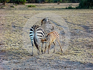 Baby zebra drink milk, Maasai Mara NR, Kenya