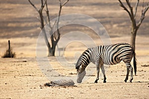 The baby zebra is dying in South Africa