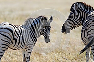 A baby zebra is facing the camera, looking at the photographer. It\'s mother is in the photo too