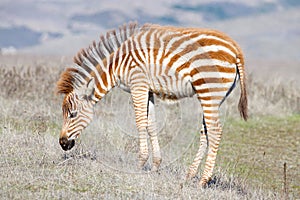 Baby zebra grazing in a drought parched field