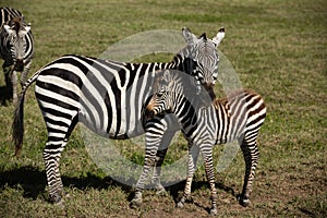 Baby zebra and her mother