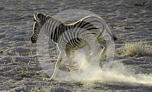 Baby Zebra Kicking with mom nearby