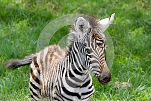 Baby zebra at Lake nakuru national reserve