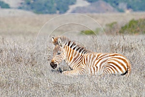 Baby zebra laying in a drought parched field