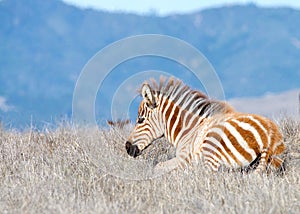 Baby zebra laying in a drought parched field