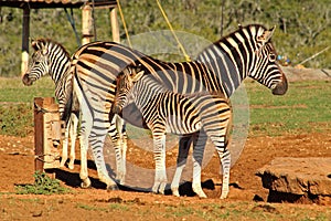 Baby zebra and mom