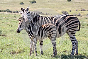 Baby Zebra and Mom photo