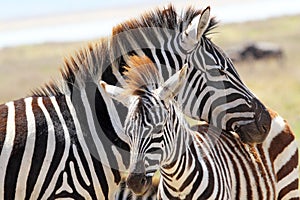 Baby zebra with mother