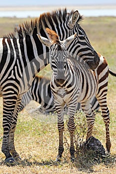 Baby zebra with mother