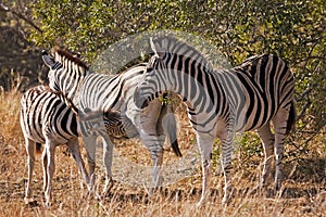 Baby Zebra Nursing