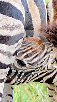 Baby Zebra Nursing
