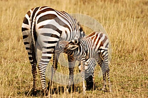 Baby Zebra nursing