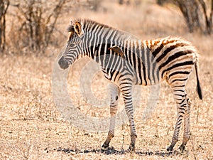 Baby zebra with oxpecker