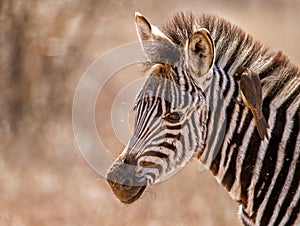 Baby zebra portrait with oxpecker