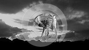 Baby Zebra Silhouette against cloudy sky photo