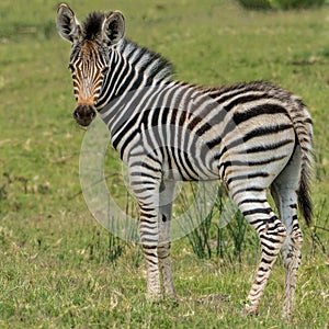 Baby zebra standing alone looking at its mother