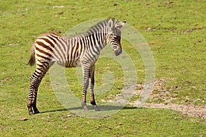 Baby zebra standing in the field