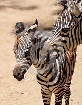 A Baby Zebra Stands with His Mother