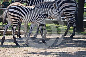 Baby zebra and their mother