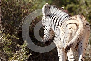 Baby Zebra walking away