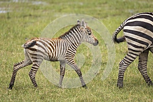 Baby zebra walking behind mother in Amboseli in Kenya