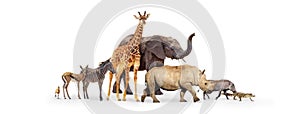 Baby Zoo Animals Walking Together Over White photo