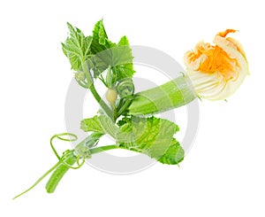 Baby zucchini with flower isolated