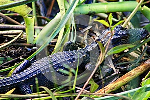 Babyalligator in the gras