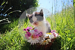babycat with wild flowers