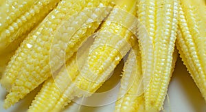 Babycorn macro shot on the white background