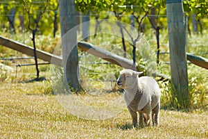 Babydoll sheep