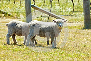 Babydoll sheep