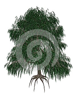 Babylon or weeping willow, salix babylonica tree -