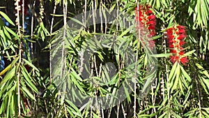 Babylon willow, Salix babylonica, Da Lat city, Lam province, Vietnam