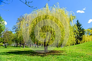 Babylon willow salix babylonica in a pubkic park on spring