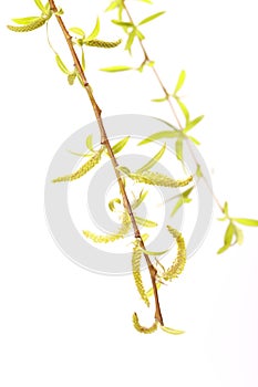 Babylon willow Salix babylonica photo