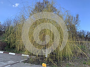 Babylon willow or weeping willow tree with light green pendulous branchlets photo