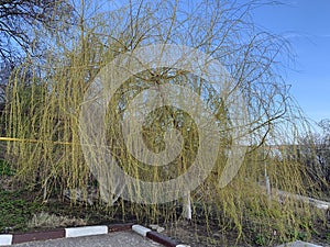 Babylon willow or weeping willow tree with light green pendulous branchlets photo