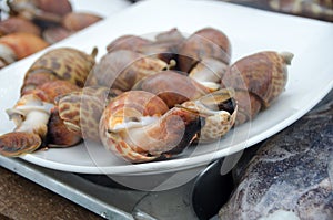 Babylonia areolata on bowl for make seafood